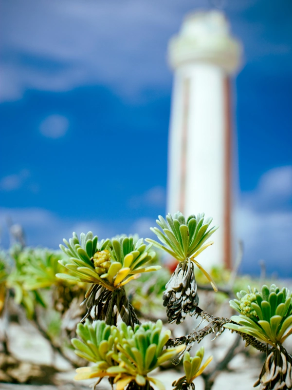 eSIM Bonaire