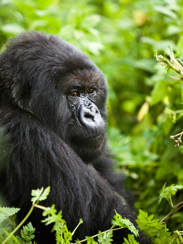 eSIM Rwanda